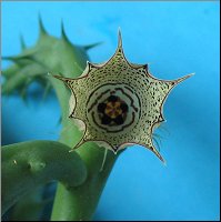 Huernia Mccoyi sp nova